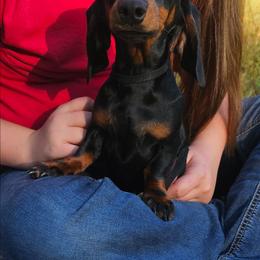 Briar - Black and tan female Dachshund puppy in Belle Rive, Illinois from Akin's Miniature Dachshunds, LLC