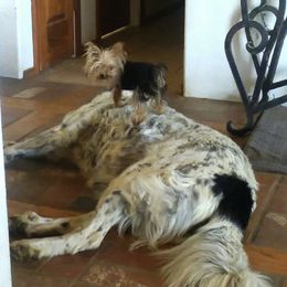 Flint - Yorkshire Terrier