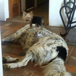 Flint - Yorkshire Terrier