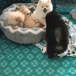 Pomeranian Puppies from Yates Pomeranians