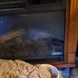 Poodle Puppies from Polly Wally Doodles and Poodles