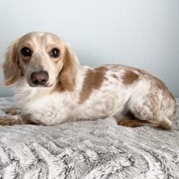 Thor - Dachshund