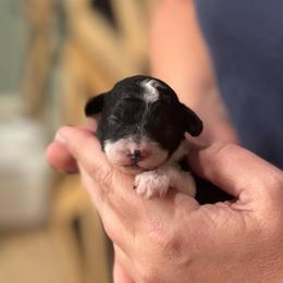 Dice - Parti male Poodle puppy in Wharton, Texas from In the Red Poodles
