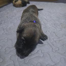 Pup 5 - Mahogany female Belgian Malinois puppy in China Spring, Virginia from Childress Creek Kennels