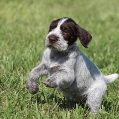 German Wirehaired Pointer Puppies from Reece GWP