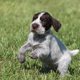 German Wirehaired Pointer Puppies from Reece GWP