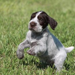German Wirehaired Pointer Puppies from Reece GWP