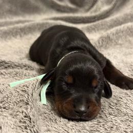 Girl 5 - Black and rust female Doberman Pinscher puppy in Lake City, Florida from Paintedcrazy Doberman Pinchers