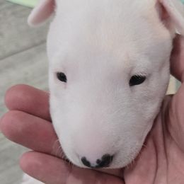 Bull Terriers from KBs. Bull Terriers