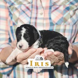Iris - Black and white female Sheepadoodle puppy in Cleveland, Tennessee from Narrow Path Old English & Sheepadoodles