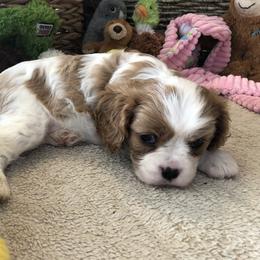 Cavalier King Charles Spaniel Puppies from Mapleview Cavalier King Charles Spaniels