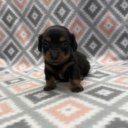 Rex - Black and tan male Dachshund puppy in Hoover, Alabama from Tide Town Doxies