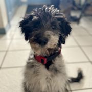 Bordoodle and Labradoodle Puppies from Howdy Doodles