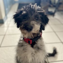 Bordoodle and Labradoodle Puppies from Howdy Doodles