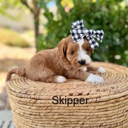 Skipper - Red  male Goldendoodle puppy in Springville, Utah from JW Doodles