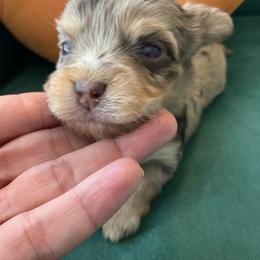 Hola - Chocolate sable female Havanese puppy in Arizona from HavaDoggie
