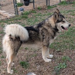 Alaskan Malamute puppies from Rockin' Maples Malamutes