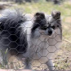 Cleo - Pomeranian