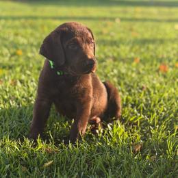 Flex - Chocolate male Labrador Retriever puppy in Tabor City, North Carolina from Strickland’s Southern Kennels