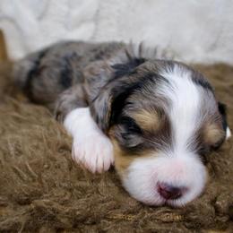 Cindy Lou - Merle female Bernedoodle puppy in Bowling Green, Ohio from Windy Creek Doodles