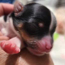 Girl 1 - Biewer Terrier puppy in Eugene, Oregon from LinMar Biewers & Yorkshire Terriers