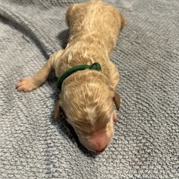 Boy 3 - male Poodle puppy in St. Johnsbury, Vermont from Poodles of the Northern Woods