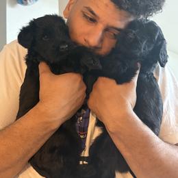 Giant Schnauzer Puppies from JAMG Schnauzers