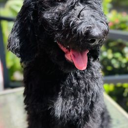 Hybiscus “Hibby” - Double Doodle puppy in Bonita Springs, Florida from Doodle Den SWFL