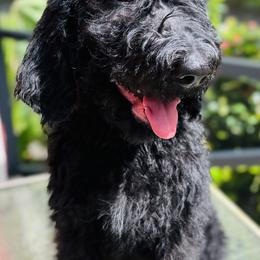 Hybiscus “Hibby” - Double Doodle puppy in Bonita Springs, Florida from Doodle Den SWFL