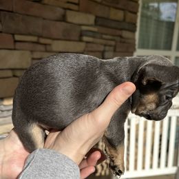 French Bulldog Puppies from Frenchiesbysouthernbell