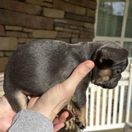 French Bulldog Puppies from Frenchiesbysouthernbell