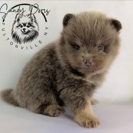 Teddy - Lavender male Pomeranian puppy in Fultonville, New York from Sandy Aussies & Pomeranians