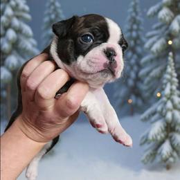 Checkers - Seal brindle and white male Boston Terrier puppy in Tazewell, Tennessee from Legacy Bostons and Goldendoodles