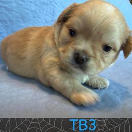 Gus - Fawn male Chihuahua puppy in Harlan, Iowa from Home Grown Chihuahuas From Iowa