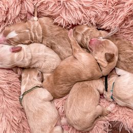 Goldendoodles and Golden Retrievers from Sweet Magnolia Doodles and The Magnolia Golden Retrievers