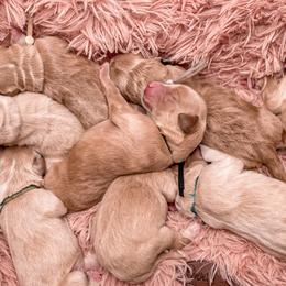 Goldendoodles and Golden Retrievers from Sweet Magnolia Doodles and The Magnolia Golden Retrievers