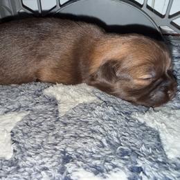 Indigo - Fawn female Companion Cross puppy in Avoca, Michigan from Repurposed Paradise Farm
