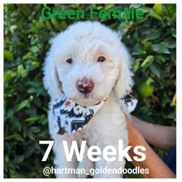 Green - Parti female Goldendoodle puppy in Upland, California from Hartman Goldendoodles