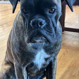 Boxer All Grown Up from Moonlitboxers