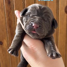 Rex - Chocolate male Labrador Retriever puppy in Tomahawk, Wisconsin from Mahner Labs