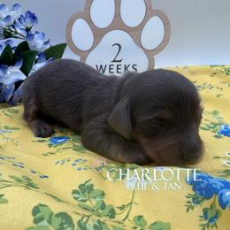Charlotte - Blue and tan female Dachshund puppy in Waseca, Minnesota from Dragonfly Doxies
