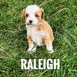 Raleigh - Red  female Goldendoodle puppy in Bountiful, Utah from Red Brick Doodles