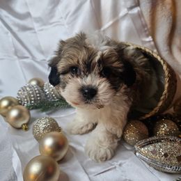 Biscotti - Black gold and white male Shih Tzu puppy in Tuscola, Illinois from Dream on puppies