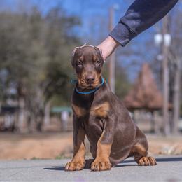Male Cropped and Ready to Go - Red and rust Doberman Pinscher puppy in South Carolina from GFDutton Retrievers & Dalla Grazia Dobermans
