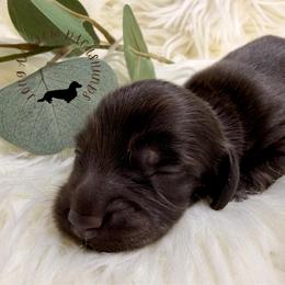 Black Male - Black male Dachshund puppy in Nampa, Idaho from Long_and_Low_Dachshunds