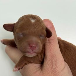 Girl 3 - Red and white female Cockapoo puppy in Granger, Iowa from M&M Cockapoos of Iowa