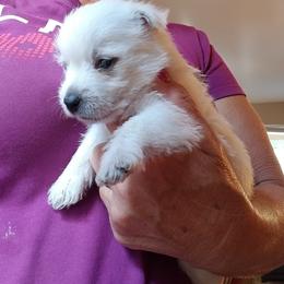Boy 1 - White male West Highland White Terrier puppy in Grand Junction, Colorado from Rocky Mountain High Kennels