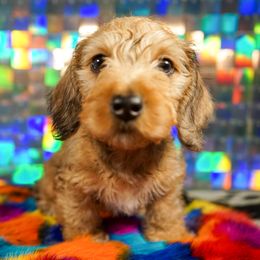 American Corgi, Dachshund, and Pembroke Welsh Corgi Puppies from Shining A Lowriders & Co.