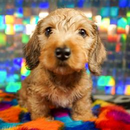 American Corgi, Dachshund, and Pembroke Welsh Corgi Puppies from Shining A Lowriders & Co.