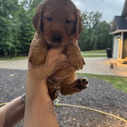 Girl 1 - Dark golden female Golden Retriever puppy in Charlotte, Michigan from White Birch Golden Retreivers LLC